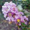 Lagerstroemia indica